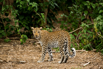 Amanzi Camp: Leopard