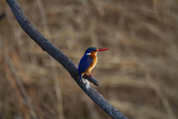 Bumi Hills Safari Lodge: Haubenzwergfischer