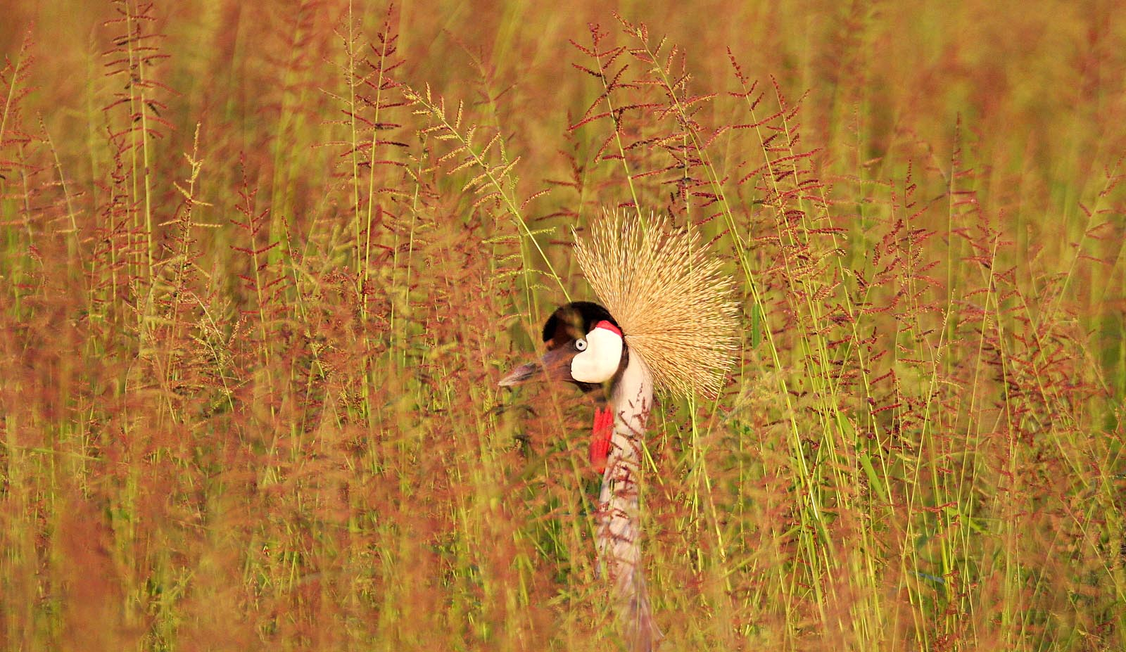 Bushcamp Company Bushcamp Company: Grey Crowned Crane (Balearica regulorum)