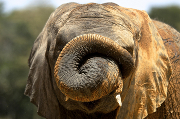 Campi ya Kanzi: Knoten