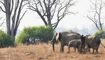 Chikoko Trails: Elefantenbegegnung