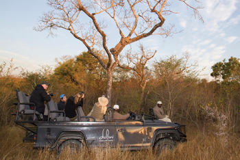 Dulini River: Leopard im Baum