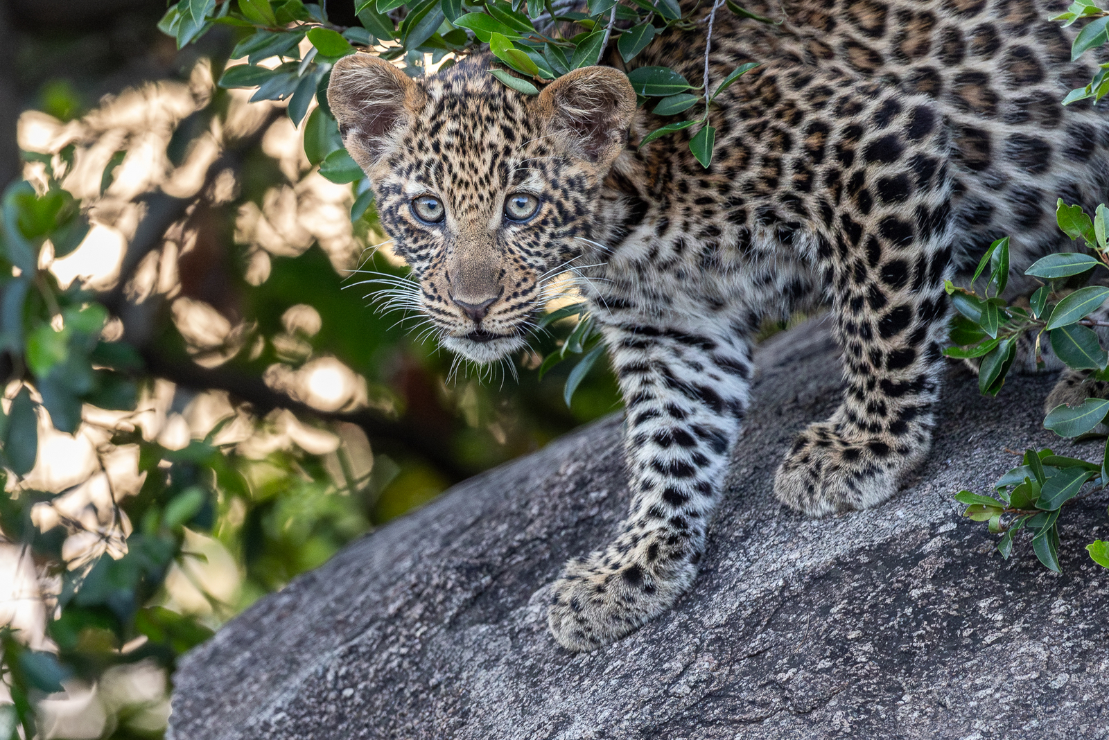 Esirai Camp Esirai Camp: Leopardenjungtier