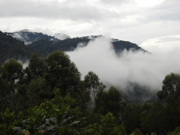 Haven Lodge: Wolken über dem Regenwald