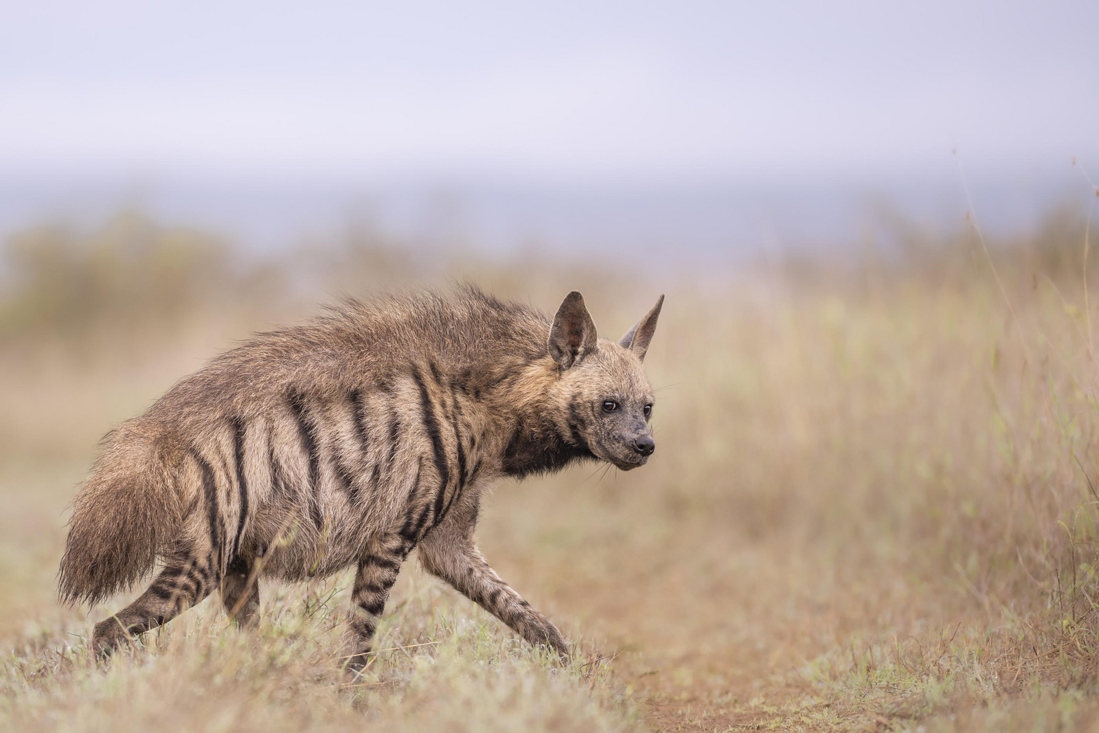 Governors' Mugie Governors' Mugie