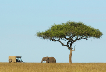 Karen Blixen Camp: Akazie und Elefant