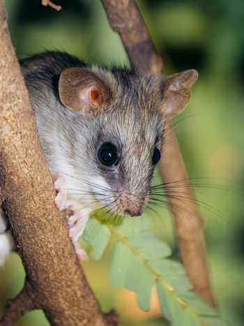 Kisima Ngeda Camp: Maus