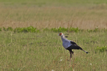Konkamoya Lodge: Secretarybird - Sagittarius serpentarius