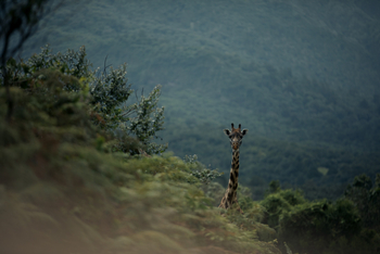 Koroi Forest Camp: Giraffe