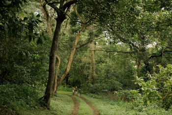 Koroi Forest Camp: Walking Safari