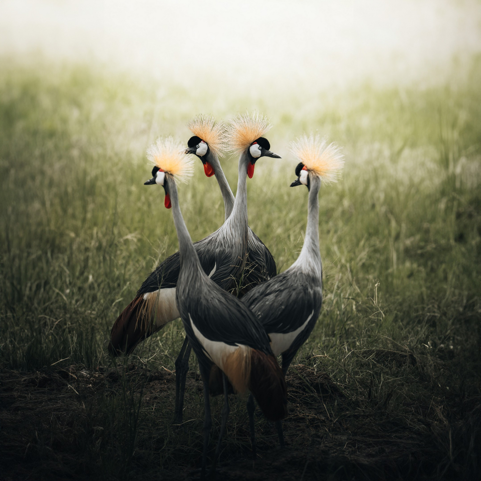 Little Chem Chem Little Chem Chem: Grey Crowned Cranes