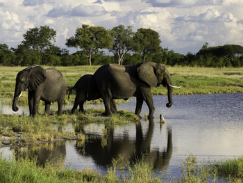 Little Makalolo Camp Little Makalolo Camp: Elefanten am Wasserloch