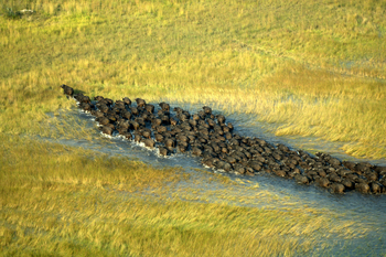 Macatoo Camp: Büffelherde im Wasser