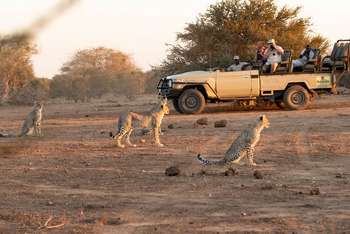 Mashatu Game Reserve: Game Drive - Gepardenbeobachtung
