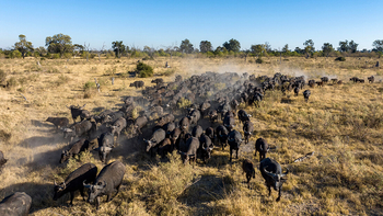 Mbamba Camp: Büffelherde