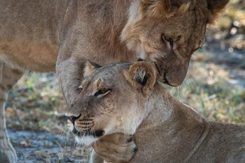 Mogogelo Camp Mogogelo Camp: Löwenpaar