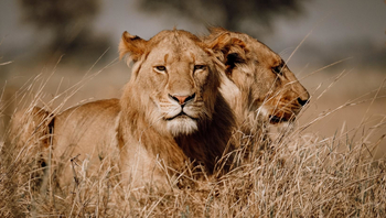 Mukambi Busanga Plains Camp: Junge Löwen