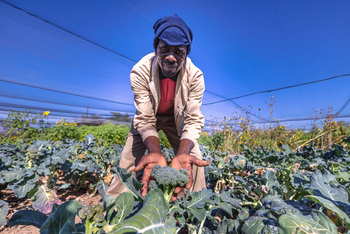 Mushara Game Drive: Gemüsefarm
