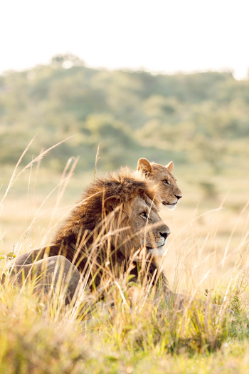 Olare Mara Kempinski: Löwe und Löwin seitlich