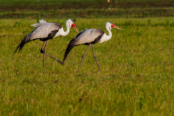 Pom Pom Camp: Klunkerkraniche