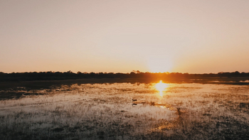 Sanctuary Chief's Camp Sanctuary Chief's Camp: Antilopen in der Lagune