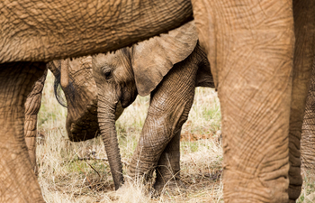 Saruni Samburu: Elefantenbaby