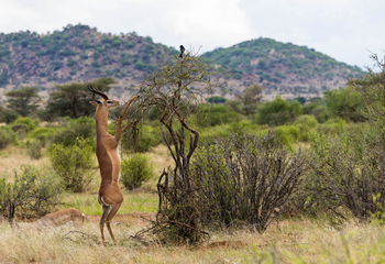 Saruni Samburu: Giraffengazelle