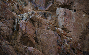 Shan at Uley: Schneeleopard in den Felsen