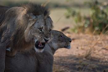 Shawa Luangwa Camp: Fauchender Löwe
