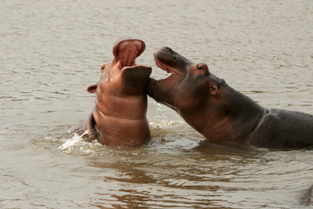 Shenton Safaris: Hippo Hide