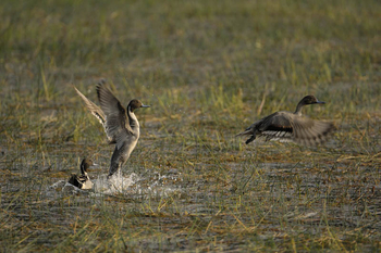 Shergarh Tented Camp: Northern Pintail