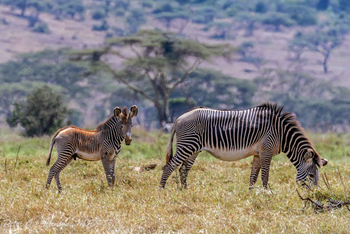 Sirikoi Lodge Sirikoi Lodge: Grevy's Zebra mit Fohlen