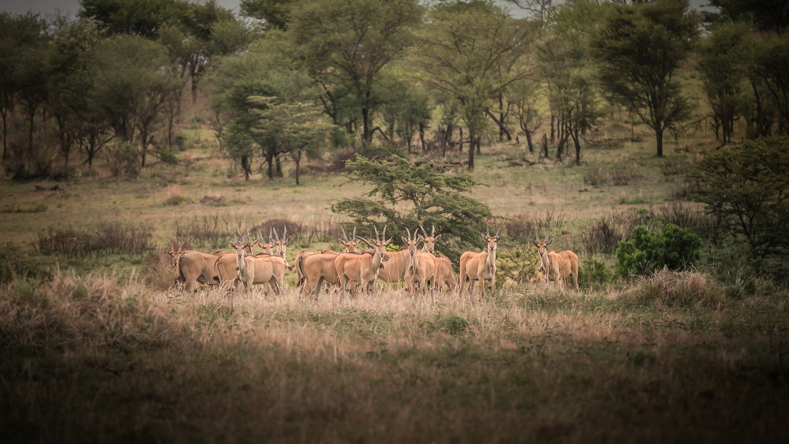 Siringit Serengeti Camp Siringit Serengeti Camp: Elenantilopen