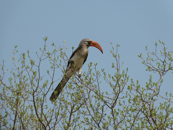 Somalisa Acacia Camp Somalisa Acacia Camp: Rotschnabeltoko
