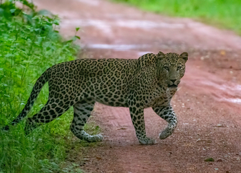 Tathastu Resort Tadoba: Leopardenmännchen
