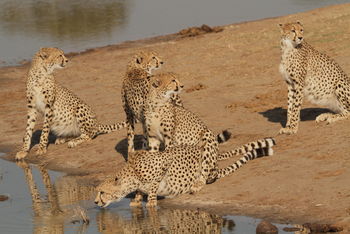 The Hide: Gepardenfamilie