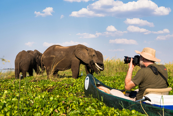 Vundu Camp Vundu Camp: Elefant in Wasserhyazinthen
