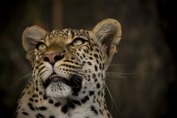 Zarafa Camp: Leopard