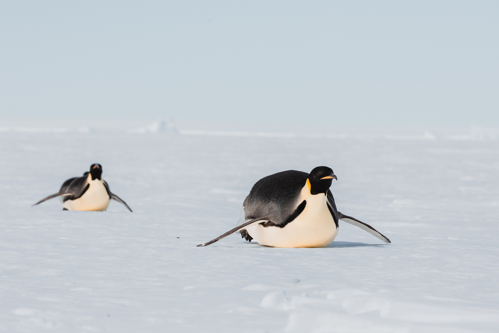 White Desert White Desert