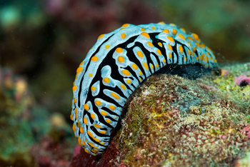 Alphonse Island Lodge: Meeresschnecke