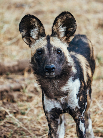 Anabezi Luxury Tented Camp: Wildhund