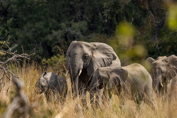 Anantara Tented Camp Kafue River: Elefantenherde wandert über grüne Savanne