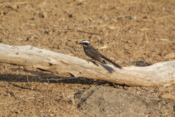 Asiatic Lion Lodge Asiatic Lion Lodge: White-browed Fantail