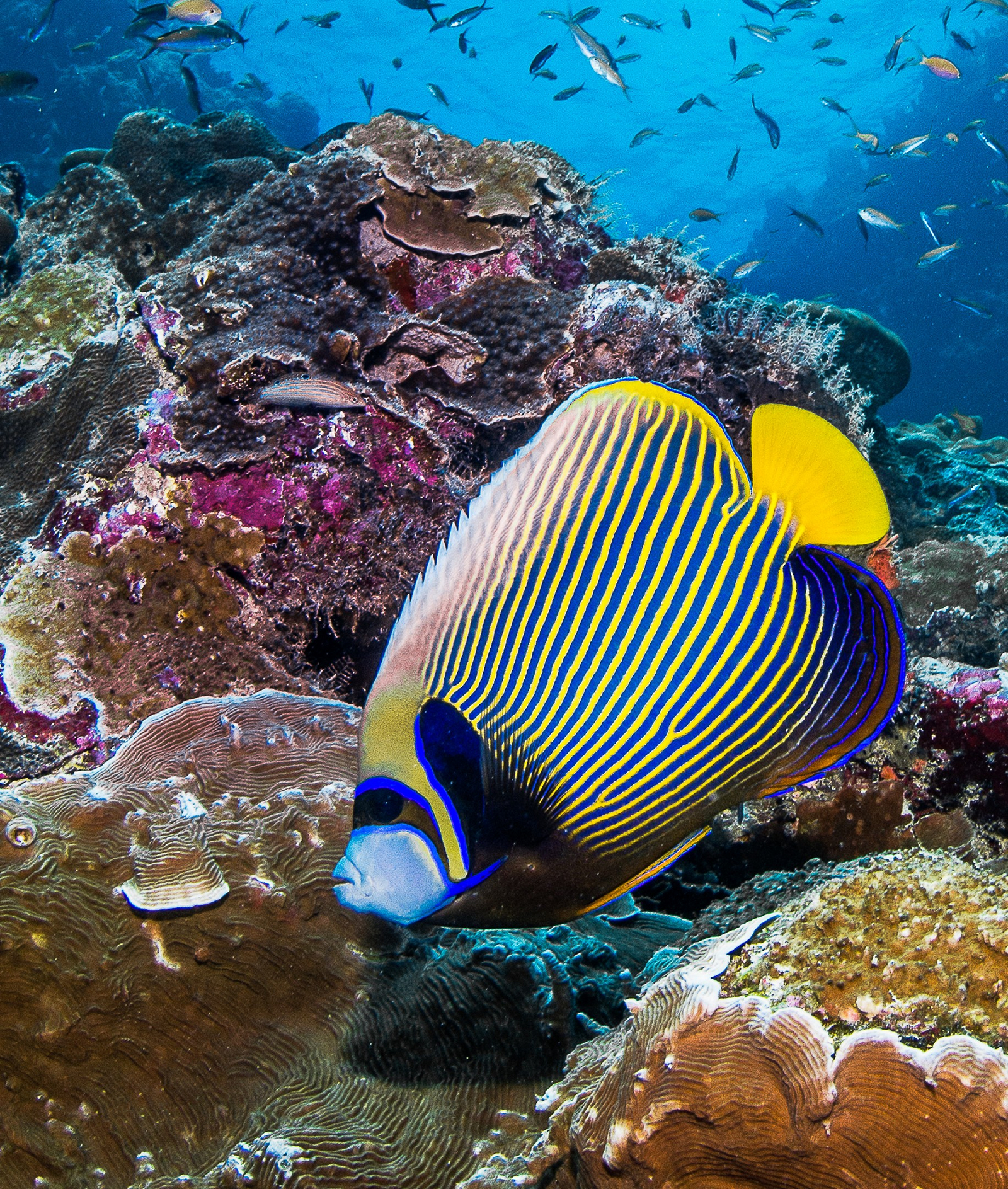 Astove Coral House Astove Coral House: Kaiserfisch