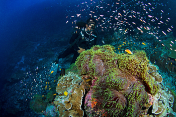 Astove Coral House: Seeanemonen