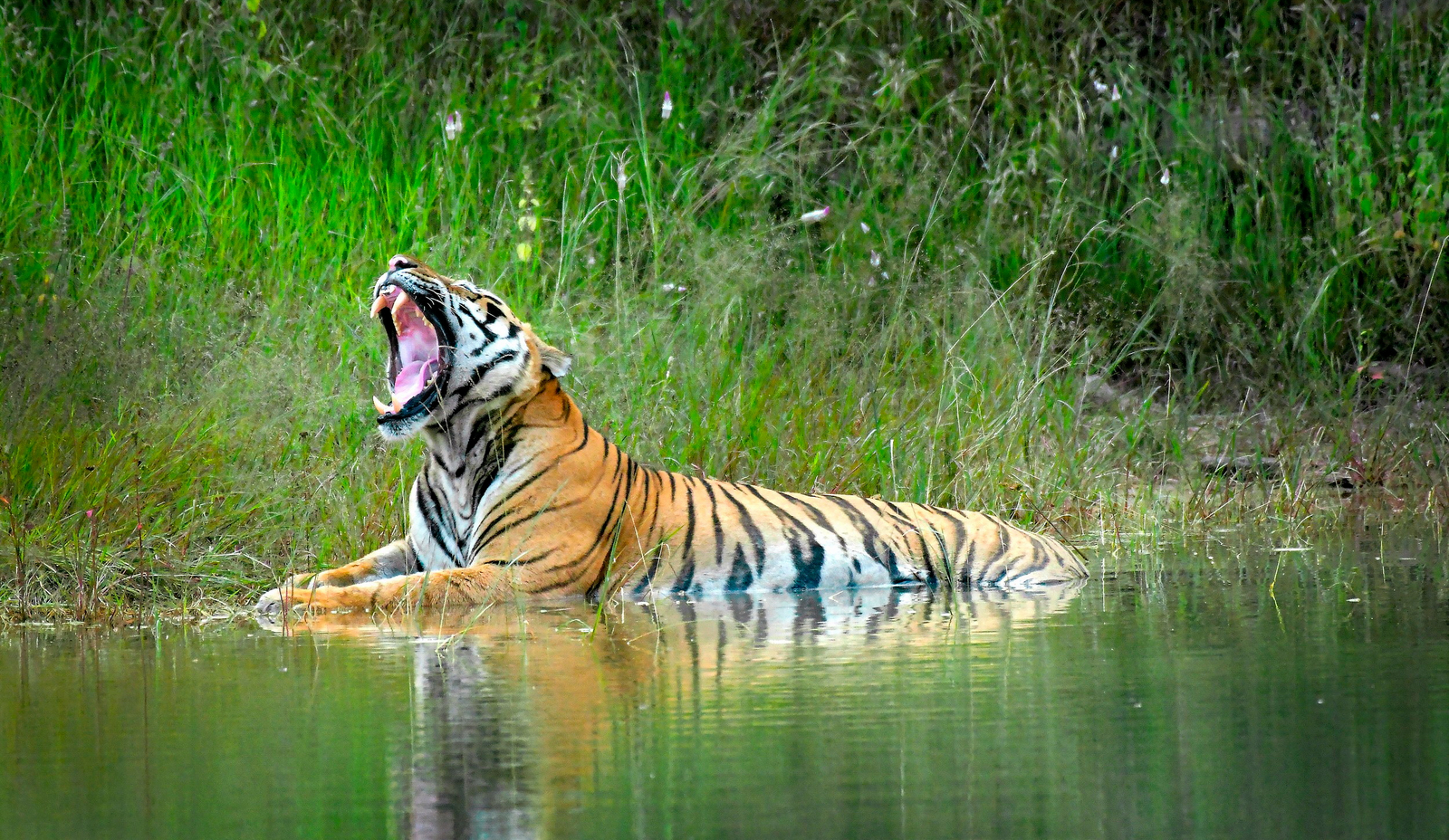 Bandhavgarh Jungle Lodge Bandhavgarh Jungle Lodge: Gähnender Tiger