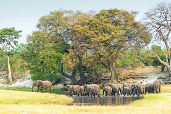 Chobe Game Lodge: Elefanten im Galeriewald