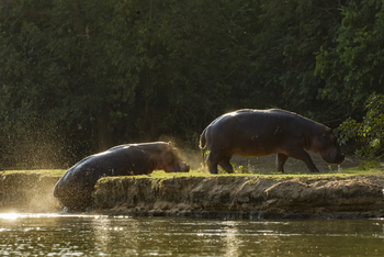 Classic Zambia Safaris Classic Zambia Safaris: Nilpferdlandgang
