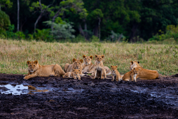 Cottar's 1920s Safari Camp: Löwenfamilie