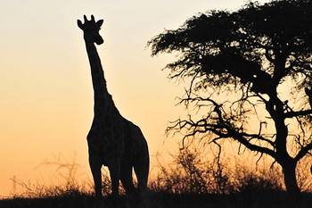 Desert Homestead Lodge Desert Homestead Lodge: Sundowner Drive